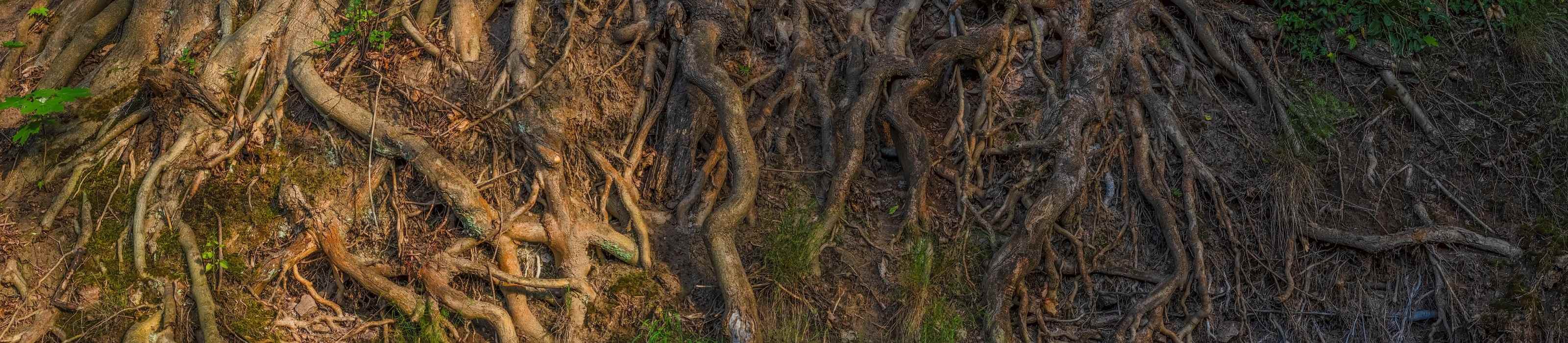 Lebensbaum Schmuck Keltische Motive unterschiedliche Materialien