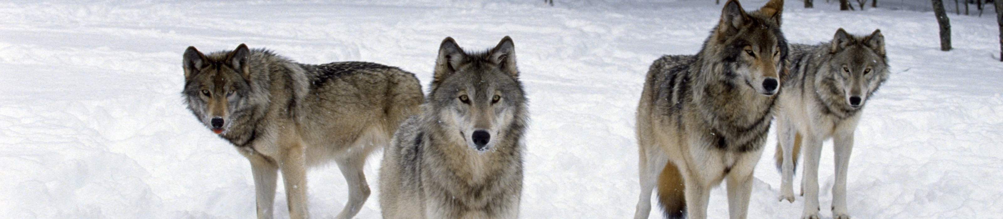 Schmuck mit Tier Motiven Silberschmuck Kettenanhänger Ringe Fußketten