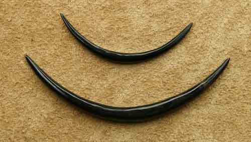 Dehnungssichel Ohrpiercing Horn 