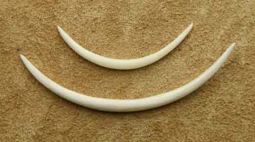 Dehnungssichel Ohrpiercing Knochen Stärke  4 - 8mm