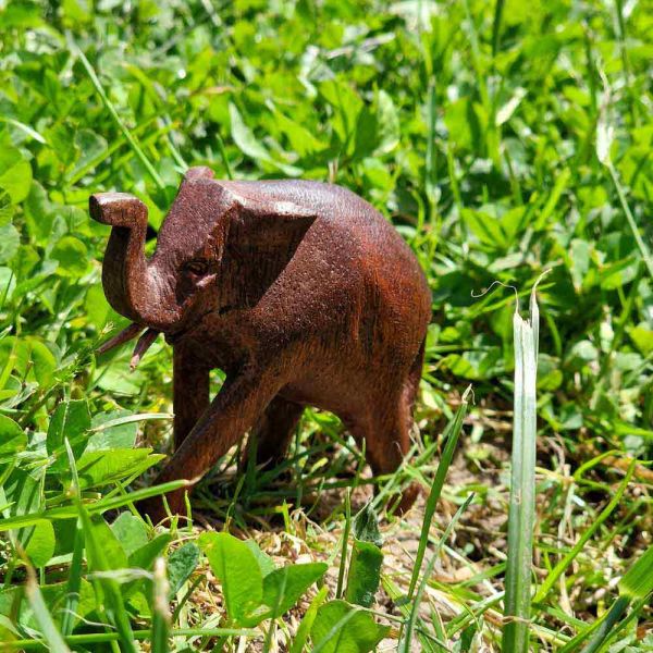 Kleiner Elefant vorne